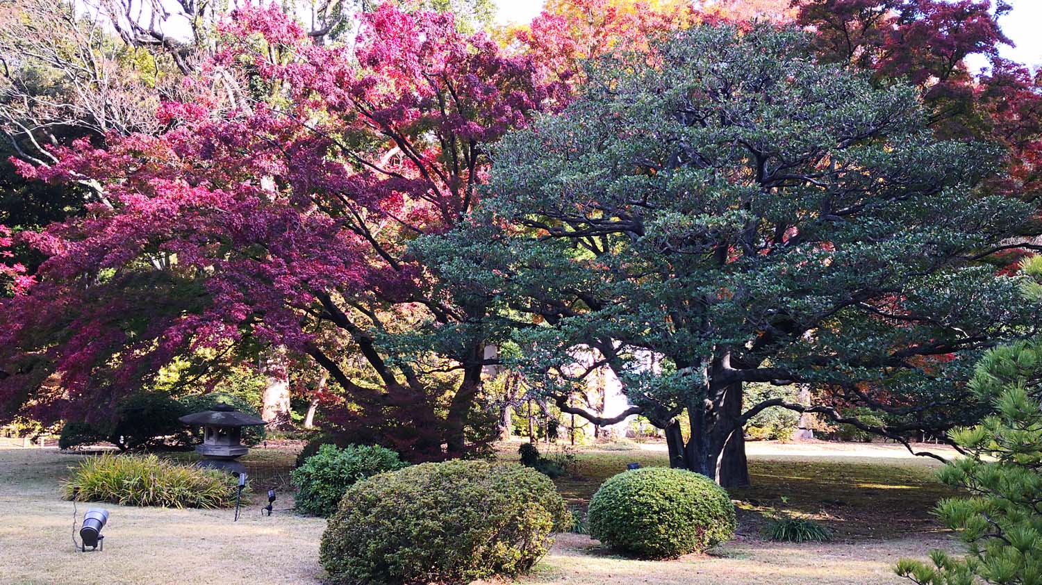 实景花园素材